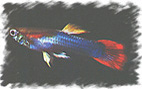 Bild Guppy5 15KB